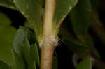 Paraguayan purslane